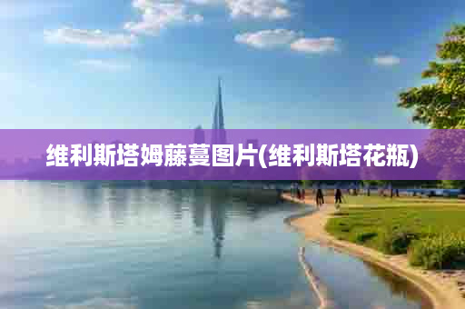 维利斯塔姆藤蔓图片(维利斯塔花瓶)
